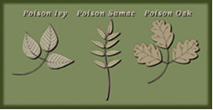 Poison ivy, poison sumac and poison oak